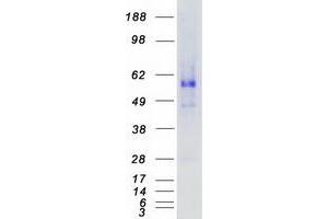 Validation with Western Blot (AMHR2 Protein (Myc-DYKDDDDK Tag))