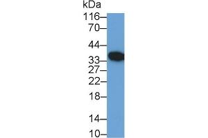 Western Blotting (WB) image for anti-Mdm2, p53 E3 Ubiquitin Protein Ligase Homolog (Mouse) (MDM2) (AA 1-321) antibody (ABIN7441388)