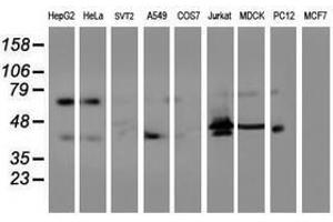 Image no. 2 for anti-Integrin alpha FG-GAP Repeat Containing 2 (ITFG2) antibody (ABIN1498911) (ITFG2 antibody)