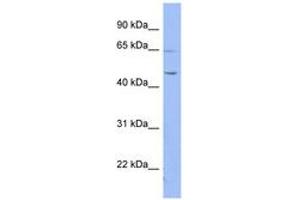 Image no. 1 for anti-Ring Finger Protein, LIM Domain Interacting (RLIM) (N-Term) antibody (ABIN6741629) (RLIM antibody  (N-Term))