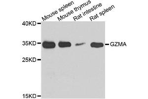 Western blot analysis of extracts of various cell lines, using GZMA antibody. (GZMA antibody  (AA 29-262))
