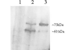 Western Blotting (WB) image for anti-Adrenoceptor alpha 1A (ADRA1A) (C-Term) antibody (ABIN2788283) (alpha 1 Adrenergic Receptor antibody  (C-Term))
