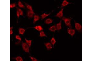 ABIN6272363 staining Hela by IF/ICC. (Nidogen 1 antibody  (Internal Region))