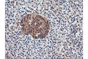 Image no. 2 for anti-Ubiquitin Specific Peptidase 10 (USP10) antibody (ABIN1501689) (USP10 antibody)