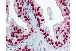 Anti-FOXA1 antibody IHC of human prostate. (FOXA1 antibody  (AA 367-473))