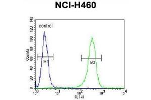 ZN473 Antibody (N-term) flow cytometric analysis of NCI-H460 cells (right histogram) compared to a negative control cell (left histogram). (ZNF473 antibody  (N-Term))
