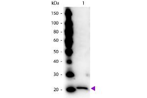 Western Blot of Rabbit Anti-Ferritin antibody. (Ferritin antibody)