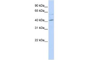 WB Suggested Anti-MAF Antibody Titration:  0. (MAF antibody  (Middle Region))