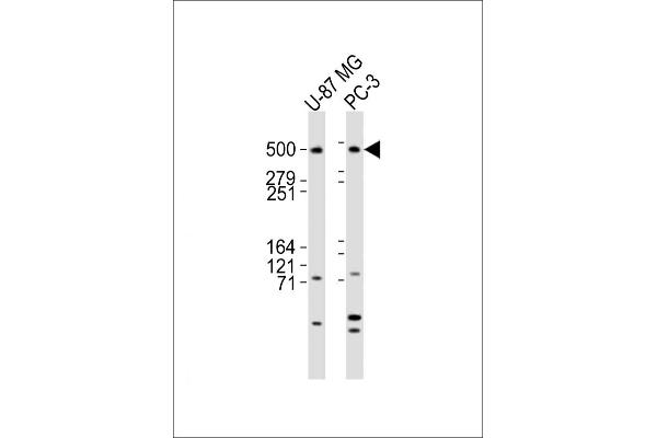 DYNC1H1 antibody  (C-Term)