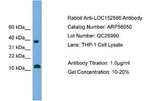 WB Suggested Anti-LOC152586  Antibody Titration: 0. (GL54D antibody  (Middle Region))