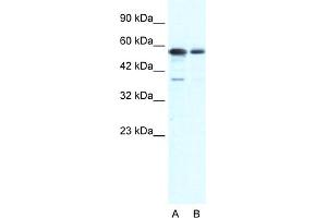WB Suggested Anti-G22P1 Antibody Titration:  1. (XRCC6 antibody  (N-Term))