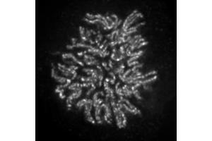 NCAPH2 antibody (mAb) (Clone 5F2G4) tested by immunofluorescence. (NCAPH2 antibody)