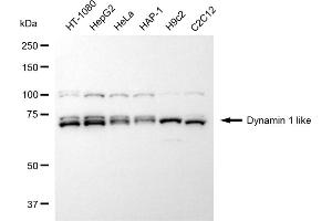 Western blotting analysis using dynamin 1 like antibody (ABIN7798398).