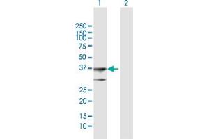 Western Blot analysis of BDH1 expression in transfected 293T cell line by BDH1 MaxPab polyclonal antibody. (BDH1 antibody  (AA 1-343))