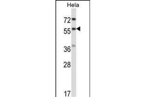 RANG Antibody (N-term) 3776a western blot analysis in Hela cell line lysates (35 μg/lane). (RANGAP1 antibody  (N-Term))