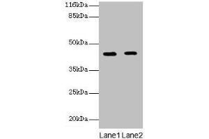 Western blot All lanes: GFOD2 antibody at 2 μg/mL Lane 1: K562 whole cell lysate Lane 2: Hela whole cell lysate Secondary Goat polyclonal to rabbit IgG at 1/10000 dilution Predicted band size: 43, 31, 13 kDa Observed band size: 43 kDa