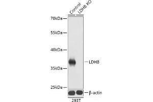 Western blot analysis of extracts from normal (control) and LDHB knockout (KO) 293T cells using LDHB Polyclonal Antibody at dilution of 1:1000. (LDHB antibody)