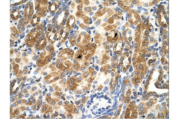 MAS1 antibody  (Middle Region)