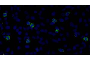anti-Centromere Protein F (CENPF) (AA 1800-1850) antibody