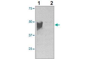 The whole cell lysate of NIH/ 3T3 with over-expressed E-Tag fused recombinant protein was resolved onto 10% SDS-PAGE, then transferred onto NC membrane. (E Tag antibody)