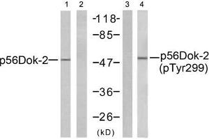 Western blot analysis of extracts from K562 cells, using p56Dok-2 (Ab-299) antibody (E021270, Line 1 and 2) and p56Dok-2 (phospho- Tyr299) antibody (E011278, Line 3 and 4). (DOK2 antibody  (pTyr299))