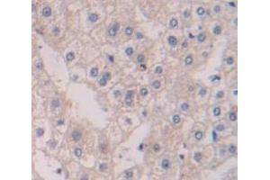 Figure. (RGS19 antibody  (AA 1-217))