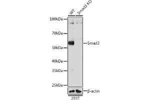 Western blot analysis of extracts from wild type (WT) and Smad3 knockout (KO) 293T cells, using Smad3 antibody (ABIN7270349) at 1:1000 dilution. (SMAD3 antibody)