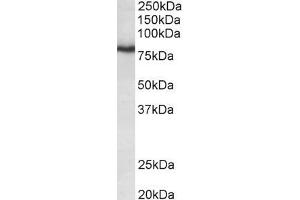ABIN870696 (0. (KCNC3 antibody  (AA 317-328))