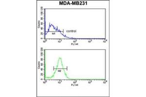 Flow cytometry analysis of MDA-MB231 cells using Peroxin 14 / PEX14 Antibody (C-term) Cat. (PEX14 antibody  (C-Term))