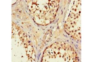 Immunohistochemistry of paraffin-embedded human testis tissue using ABIN7162243 at dilution of 1:100 (OPN5 antibody  (AA 310-353))