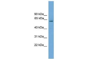 WB Suggested Anti-Plbd1 Antibody Titration:  0. (PLBD1 antibody  (N-Term))