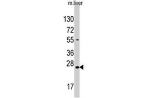 Western blot analysis of SOST polyclonal antibody  in mouse liver tissue lysate (35 ug/lane). (Sclerostin antibody  (N-Term))