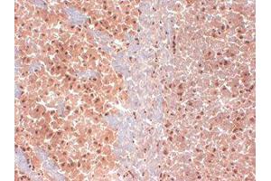 HCN1 Immunohistochmistry Immunohistochemistry of mouse anti-HCN1 antibody. (HCN1 antibody  (C-Term))