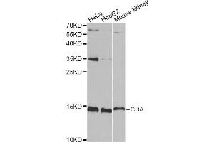 Western blot analysis of extracts of various cell lines, using CDA antibody.