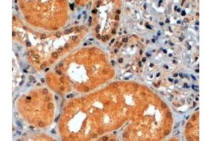 ABIN184828 (2µg/ml) staining of paraffin embedded Human Kidney.