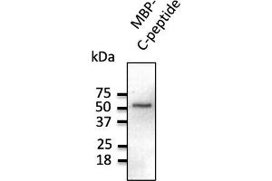 Western Blotting (WB) image for anti-C-Peptide antibody (ABIN6254201) (C-Peptide antibody)