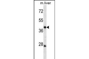TRIM44 Antibody (C-term) (ABIN1537086 and ABIN2849846) western blot analysis in mouse liver tissue lysates (35 μg/lane). (TRIM44 antibody  (C-Term))