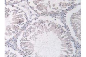 IHC-P analysis of Rat Testis Tissue, with DAB staining. (Angiopoietin 1 antibody  (AA 304-450))