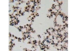 #VALUE! (IRF8 antibody  (AA 1-327))