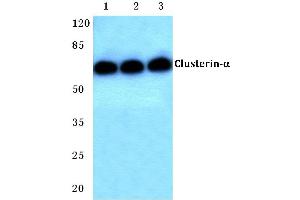Western blot (WB) analysis of Clusterin-α antibody at 1/500 dilution