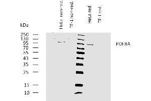 Western bloting analysis of human PDE8A using mouse monoclonal antibody EM-52 on lysates of HeLa cell line and TF-1 cell line (negative control) under non-reducing and reducing conditions.