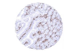 Duodenum mucosa (CD27 antibody  (AA 28-170))