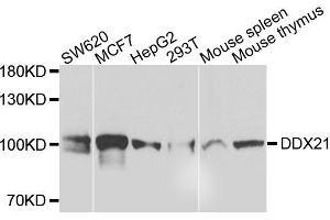 Western blot analysis of extracts of various cells, using DDX21 antibody. (DDX21 antibody)