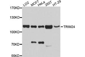 Western blot analysis of extracts of various cells, using TRIM24 antibody.
