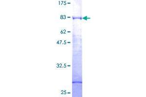 DPF2 Protein (AA 1-391) (GST tag)