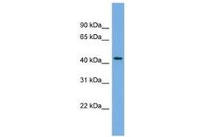 Image no. 1 for anti-Spindle and Kinetochore Associated Complex Subunit 3 (SKA3) (AA 323-372) antibody (ABIN6743837) (SKA3 antibody  (AA 323-372))