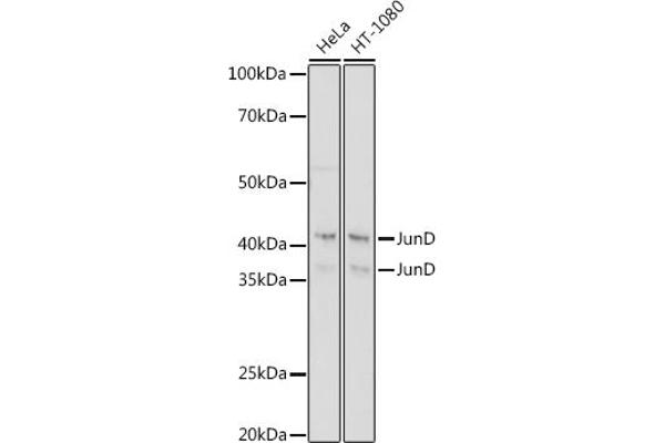 JunD antibody
