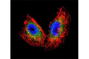 Confocal immunofluorescent analysis of Acetylcholinesterase antibody with human NCI-H460 cells followed by Alexa Fluor 488-conjugated goat anti-rabbit lgG (green). (Acetylcholinesterase antibody  (AA 147-175))