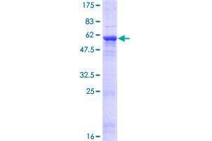 FN3KRP Protein (AA 1-309) (GST tag)