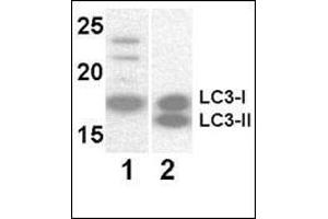 Western blot analysis of LC3 antibody at 8 μg/ml.